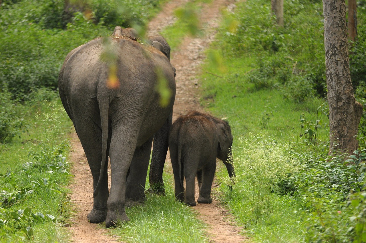 India - slony